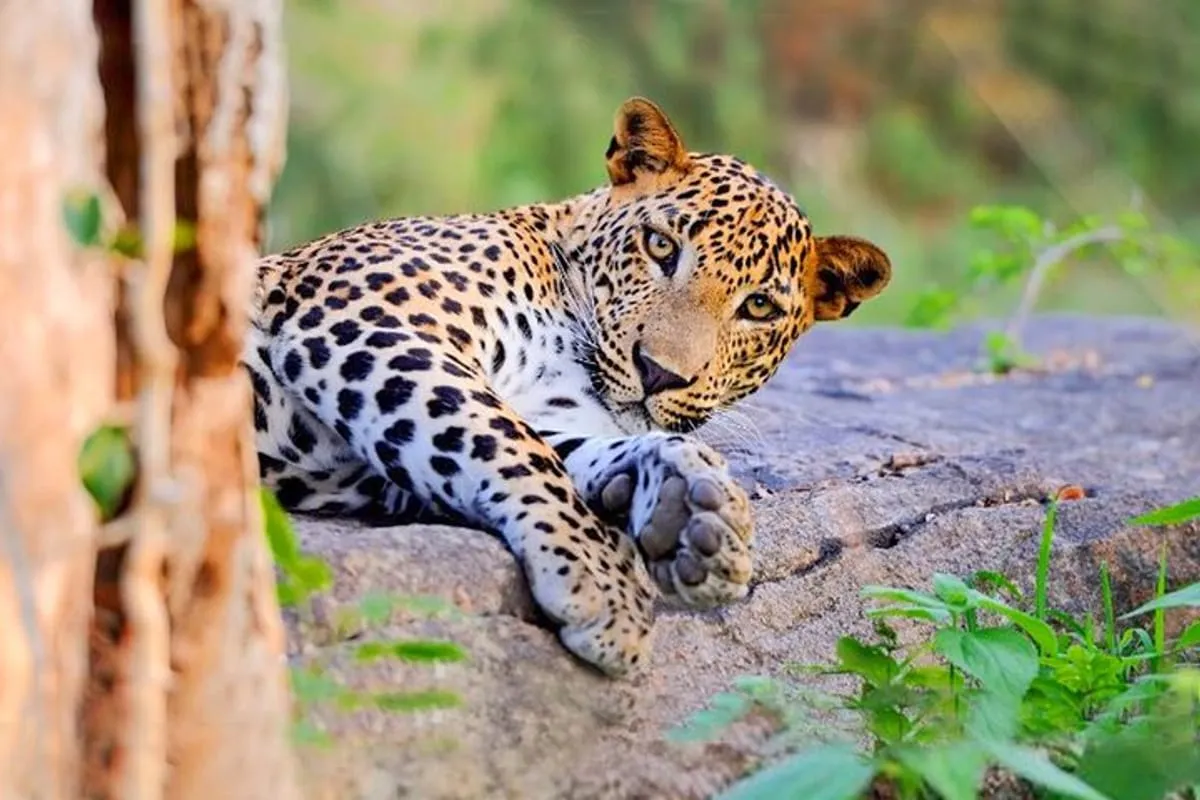 Wildlife Safaris